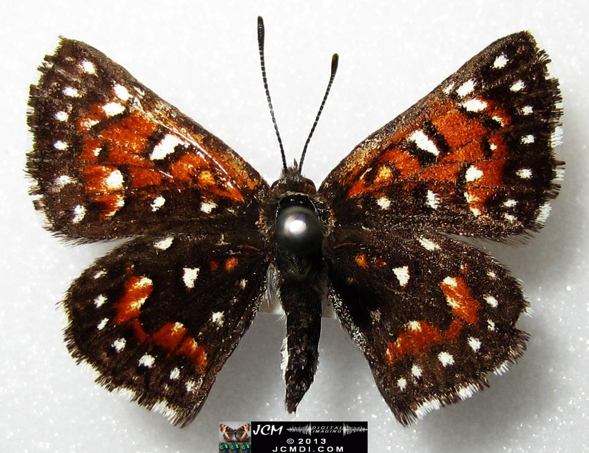 Apodemia mormo virguilti (Behr's Metalmark) images